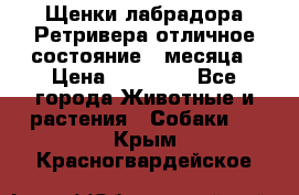 Щенки лабрадора Ретривера отличное состояние 2 месяца › Цена ­ 30 000 - Все города Животные и растения » Собаки   . Крым,Красногвардейское